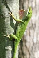 Green Anole