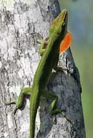 Green Anole