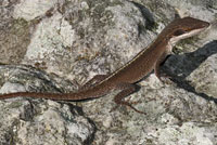 Green Anole