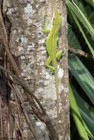 Green Anole