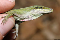 Green Anole