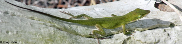 Green Anole