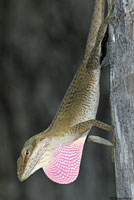 Green Anole