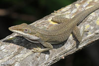 Green Anole