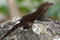 Puerto Rican Crested Anole