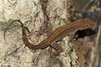 Puerto Rican Crested Anole