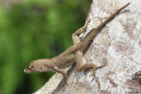 Puerto Rican Crested Anole