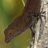 Puerto Rican Crested Anole