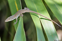 Southern Green Anole