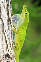 Southern Green Anole
