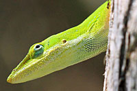 Southern Green Anole