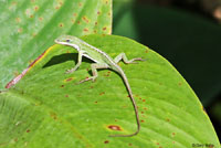 Southern Green Anole