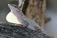 Florida Bark Anole