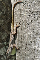 Florida Bark Anole