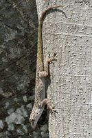 Florida Bark Anole