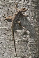 Florida Bark Anole