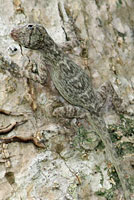 Florida Bark Anole