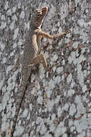 Florida Bark Anole