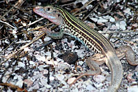 Texas Spotted Whiptail