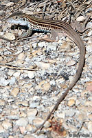 Texas Spotted Whiptail