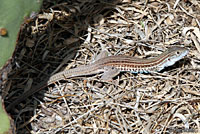 Texas Spotted Whiptail