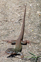 Texas Spotted Whiptail