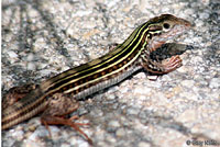 Texas Spotted Whiptail