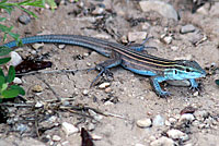 Trans-Pecos Striped Whiptail