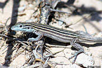 Trans-Pecos Striped Whiptail