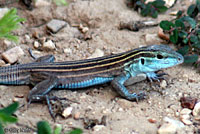 Trans-Pecos Striped Whiptail