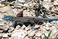 Trans-Pecos Striped Whiptail