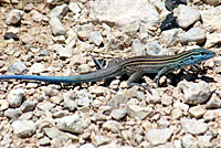 Trans-Pecos Striped Whiptail