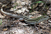 Laredo striped whiptail