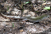 Laredo Striped Whiptail