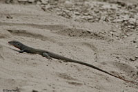 Western Marbled Whiptail