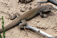 Western Marbled Whiptail