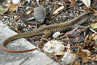 Giant whiptail