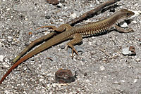 Giant Whiptail