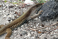 Giant Whiptail