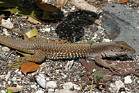 Giant Whiptail