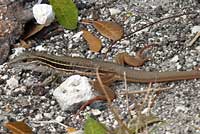 Giant Whiptail