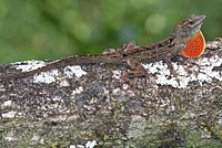 brown anole