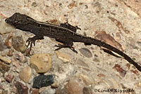 Northern Green Anole