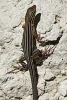 Eastern Six-lined Racerunner