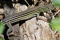 Eastern Six-lined Racerunner