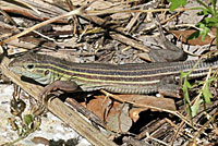 Eastern Six-lined Racerunner