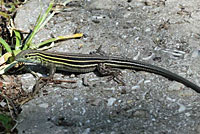 eastern six-lined racerunner