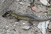 Eastern Six-lined Racerunner