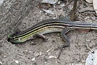 Eastern Six-lined Racerunner