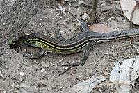 Eastern Six-lined Racerunner
